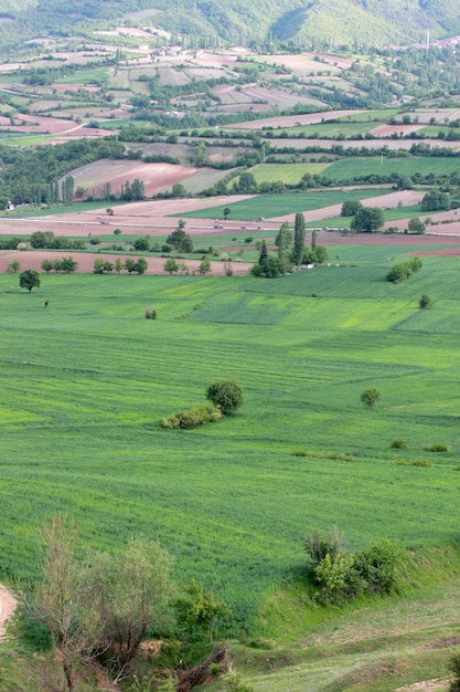 paisaje rural con campo de trigo