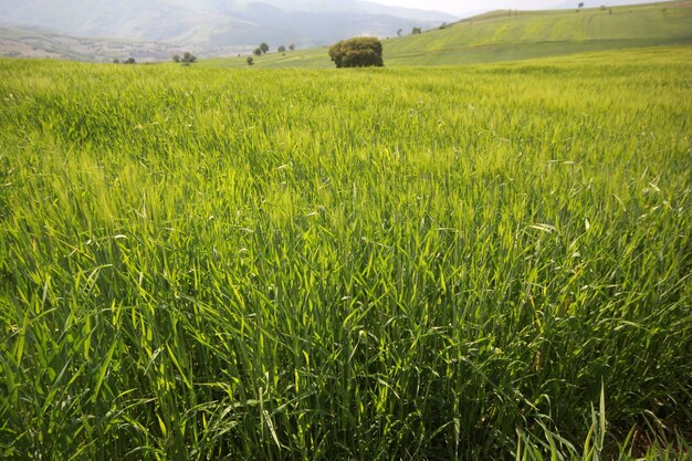 paisaje rural con campo de trigo