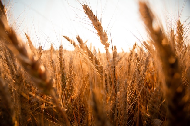 Paisaje rural de campos de grano con camino.