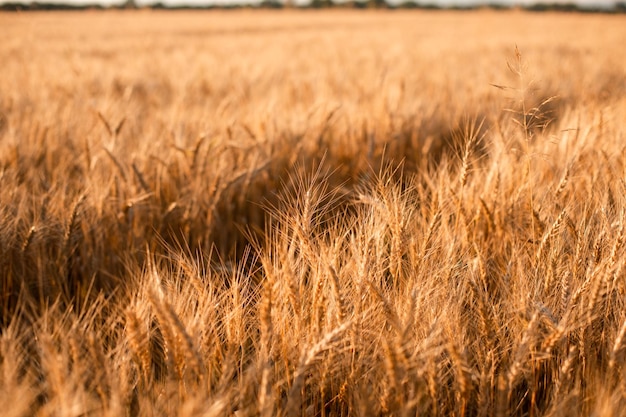 Paisaje rural de campos de grano con camino.