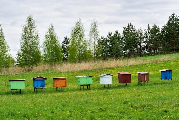 Paisaje rural con colmenas de colores antiguos en una fila en el campo verde o en un prado y árboles