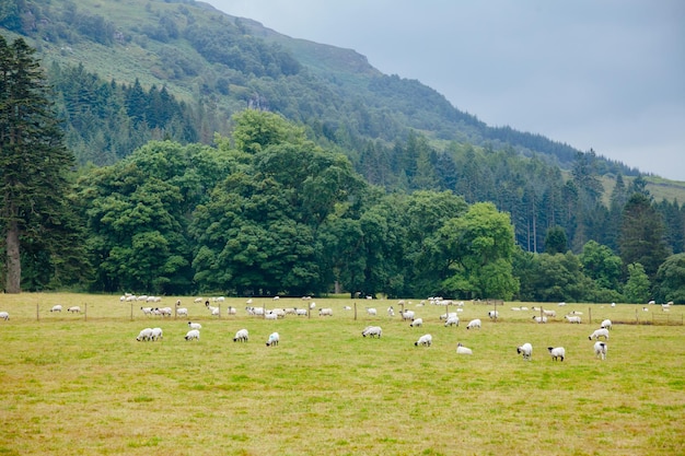 Paisaje rural escocés con cabras pastando