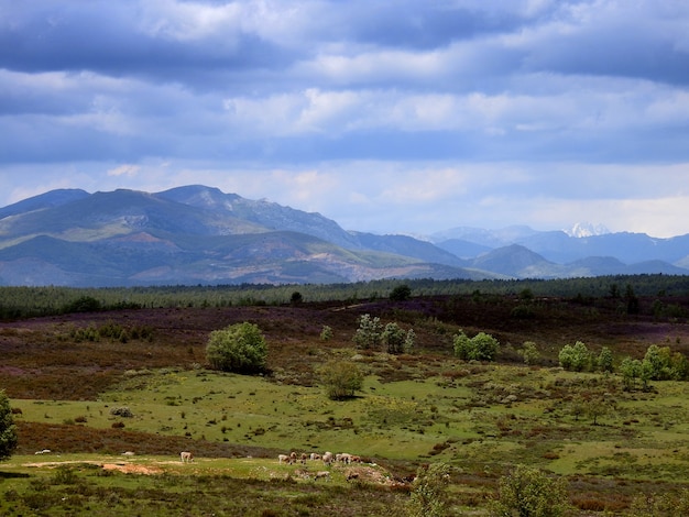 Paisaje rural con ganado