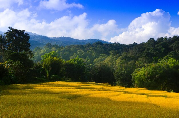 Paisaje rural con granja de arroz con cáscara de oro, paisaje de la cordillera de los picos de la montaña. Vista de la cordillera verde. Pico de la montaña cielo azul nubes blancas