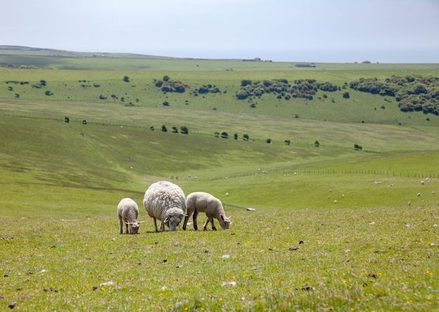 Paisaje rural inglés con ovejas pastando