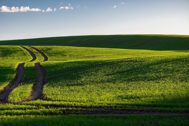 Un paisaje rural limpio con un cielo azul de campo verde y una pista de tractor