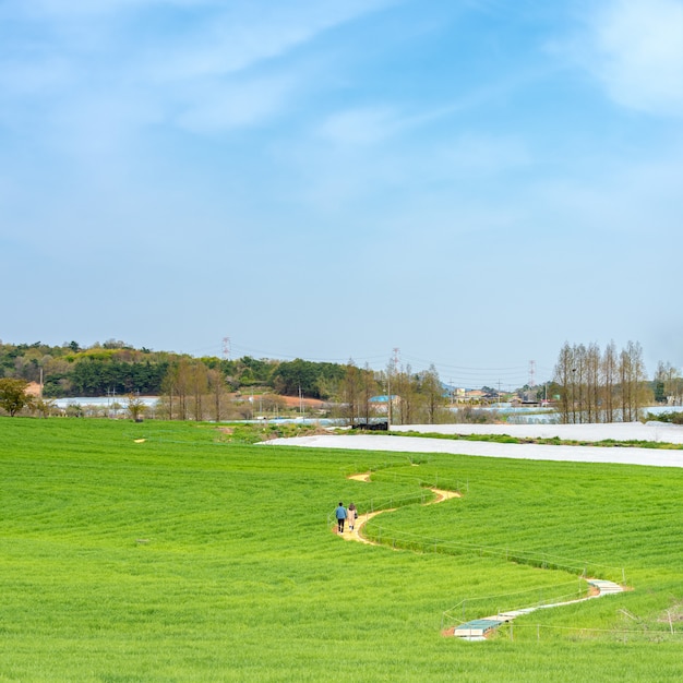 un paisaje rural lleno de cielos azules y cebada verde fresca