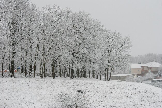 Foto paisaje rural nevado de invierno día helado y árboles cubiertos de nieve