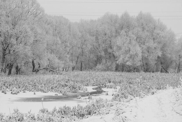 Foto paisaje rural nevado de invierno día helado y árboles cubiertos de nieve