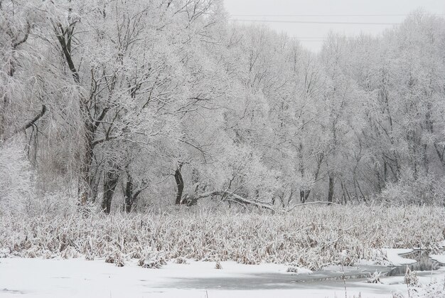 Foto paisaje rural nevado de invierno día helado y árboles cubiertos de nieve