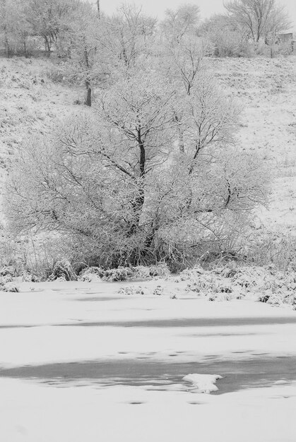 Foto paisaje rural nevado de invierno día helado y árboles cubiertos de nieve