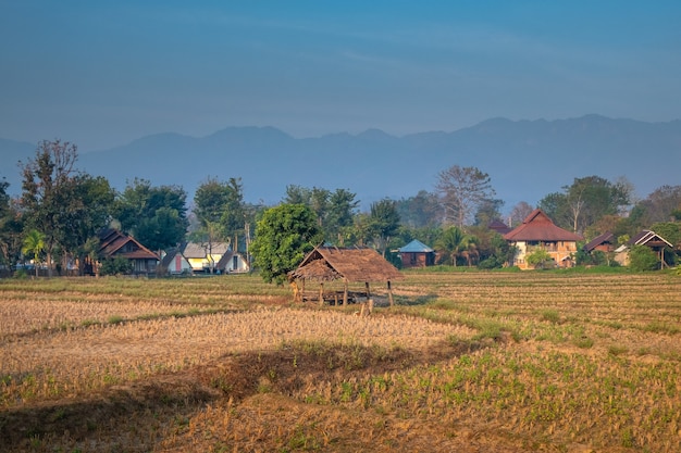 Paisaje rural en el norte de Tailandia. Campos de arroz cosechados con pueblo y montañas al fondo.