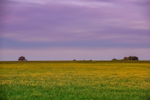 Paisaje rural La Pampa Argentina