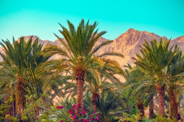 Foto paisaje rural con plantación de palmeras y montañas en el fondo ein gedi israel