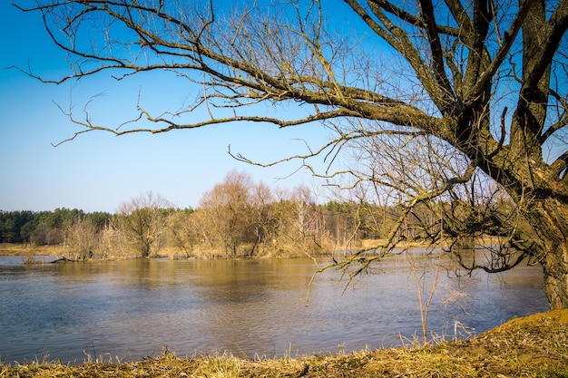 Paisaje rural de primavera con árboles sin hojas y río bajo un cielo azul.