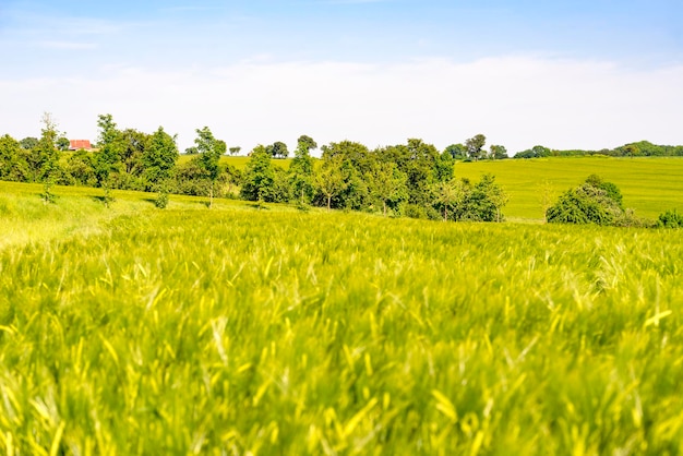 paisaje rural en primavera