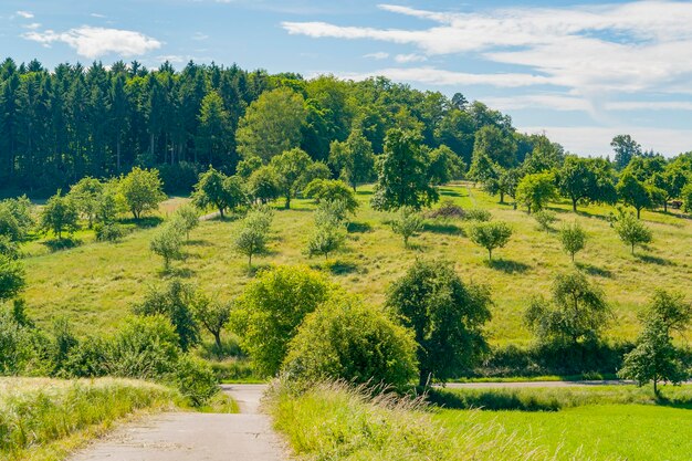 paisaje rural soleado