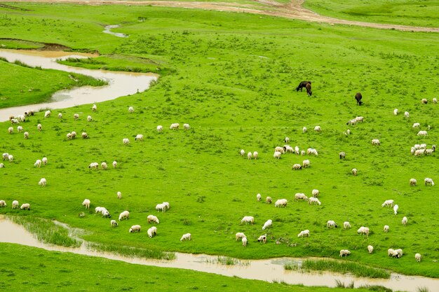 Paisaje rural de verano con ovejas en Persembe Highlands -Ordu - Turquía