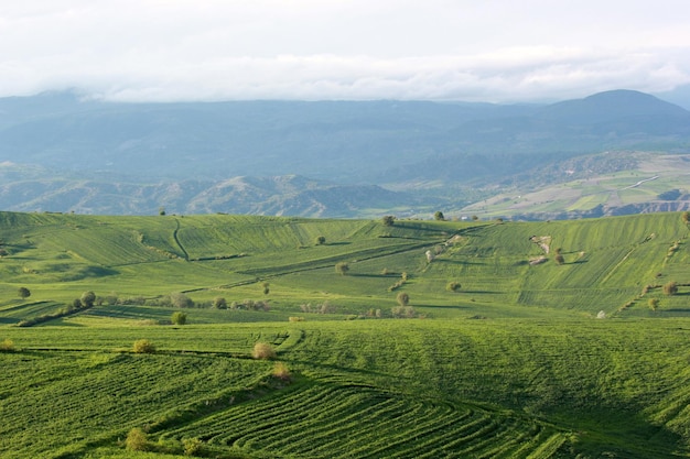 Paisaje rural verde campos cultivados