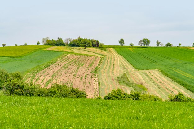 Paisaje rural