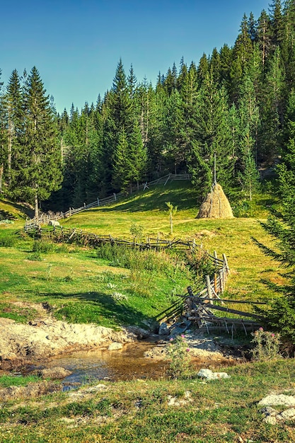 Paisaje rústico con fondo de bosque verde Recolectando heno seco de la manera tradicional