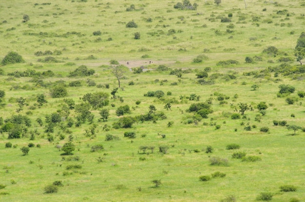 Paisaje de sabana africana, Sudáfrica