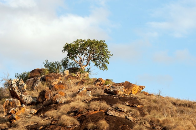 Paisaje de sabana en el parque nacional de Kenia, África