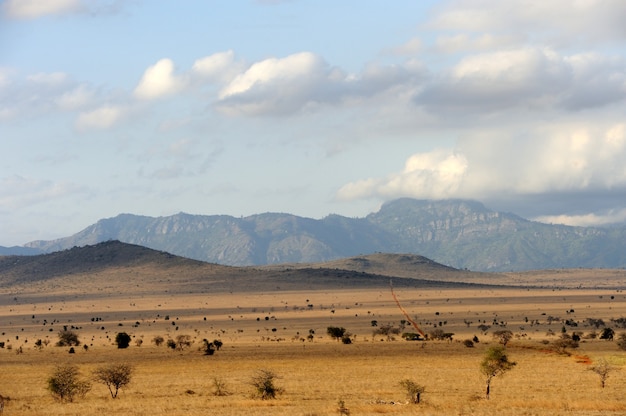 Paisaje de sabana en el parque nacional de Kenia, África