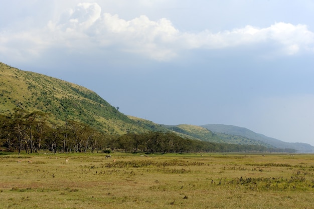 Paisaje de sabana en el parque nacional de Kenia