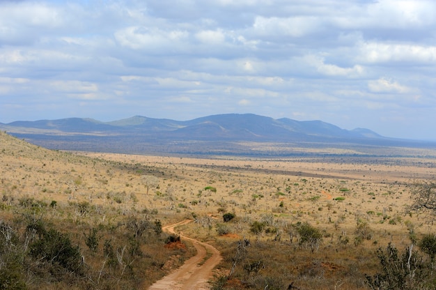 Paisaje de sabana en el parque nacional de Kenia