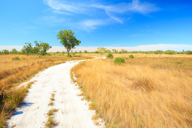 Paisaje de sabana