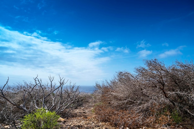 Foto paisaje salvaje en la isla de lampedusa