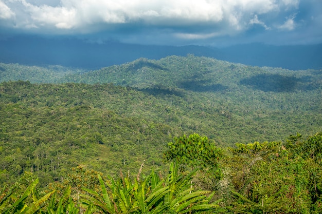 Paisaje de selva tropical en borneo con fondo de bosque