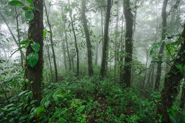 Paisaje de la selva tropical de Doi Phu Kha. Deep Moist Hill Evergreen Forest.