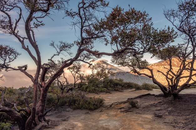 Foto paisaje de selva tropical siempre verde en volcán activo