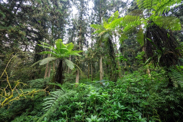Paisaje de la selva tropical en Taiwán