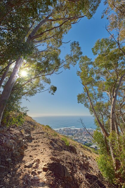 Paisaje de un sendero de montaña cerca de bosques cultivados en Table Mountain en Ciudad del Cabo Bosque de altos eucaliptos que crecen en una colina arenosa en Sudáfrica con vista al océano y al paisaje urbano