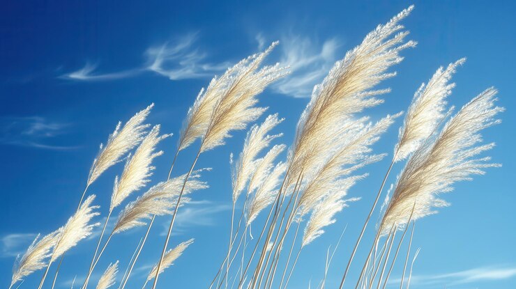 Paisaje sereno Pampas hierba balanceándose bajo el cielo azul claro