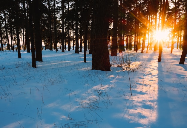 Paisaje con sol y nieve en invierno