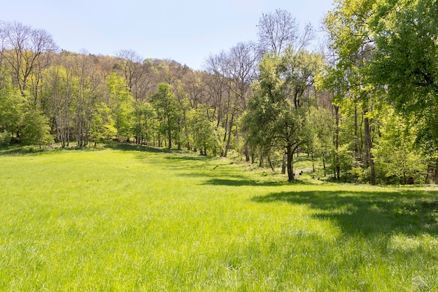 Un paisaje soleado en el bosque.