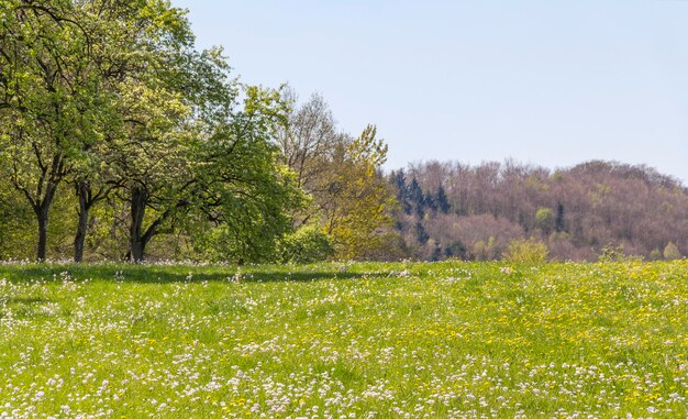 Un paisaje soleado en el bosque.