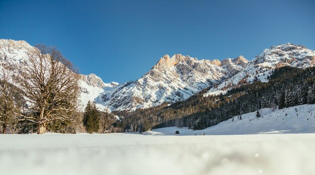 Paisaje soleado de invierno en la naturaleza Cordillera árboles nevados sol y cielo azul