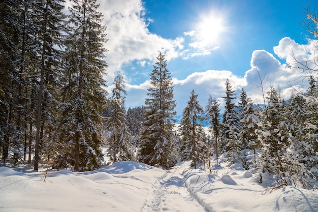 Paisaje soleado de invierno en la naturaleza Sendero árboles nevados sol y cielo azul