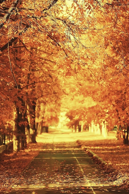 paisaje soleado en el parque de otoño, parque naranja de fondo de la temporada de otoño