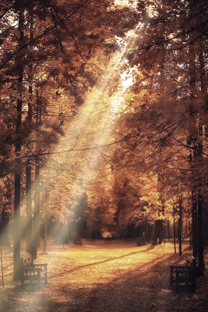 Paisaje soleado en el parque de otoño, parque naranja de fondo de temporada de otoño