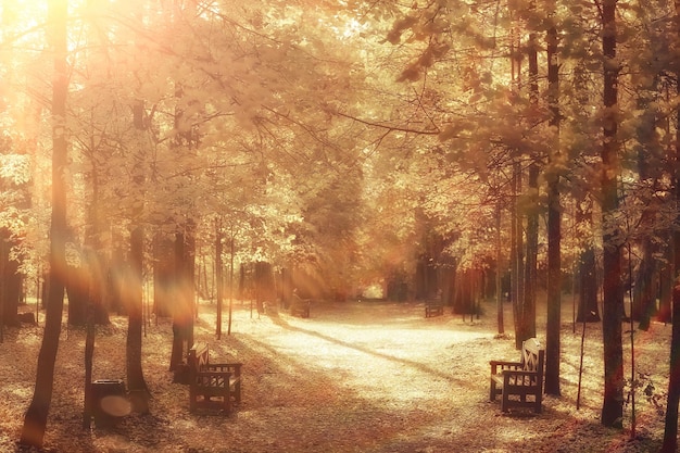 paisaje soleado en el parque de otoño, parque naranja de fondo de la temporada de otoño