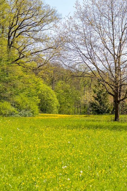 El paisaje soleado de la primavera