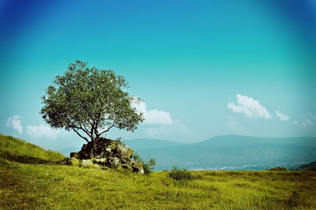 Paisaje con un solo olivo y cielo azul, fondo de verano vintage retro natural