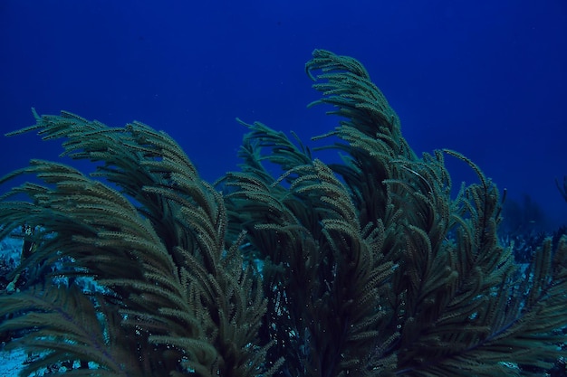 paisaje submarino de arrecifes de coral, laguna en el mar cálido, vista bajo el ecosistema del agua