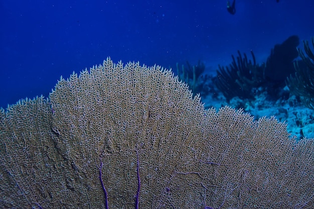 paisaje submarino de arrecifes de coral, laguna en el mar cálido, vista bajo el ecosistema del agua